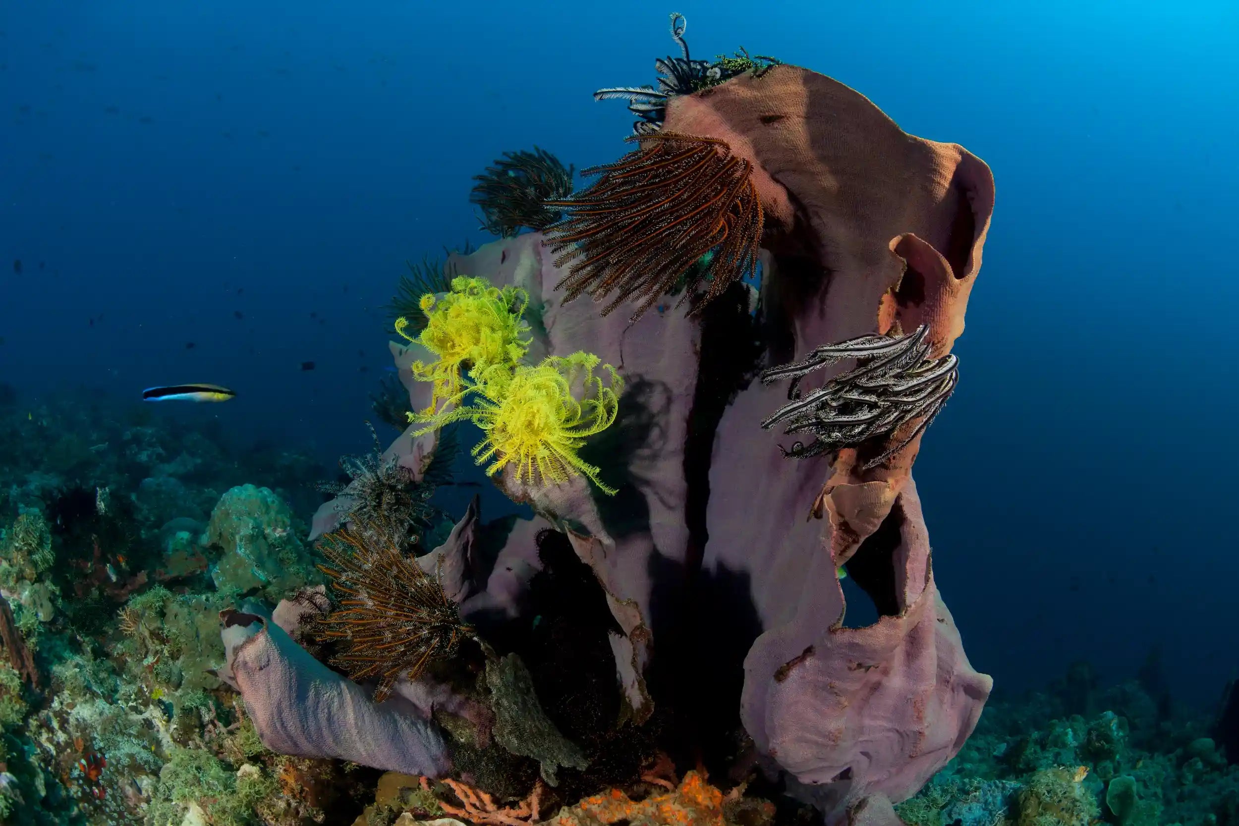 Close-up of a colorful underwater scene with sponges and a yellow anemone on a coral reef. Original_WW184315_Jurgen_Freund___WWF